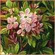 ernst